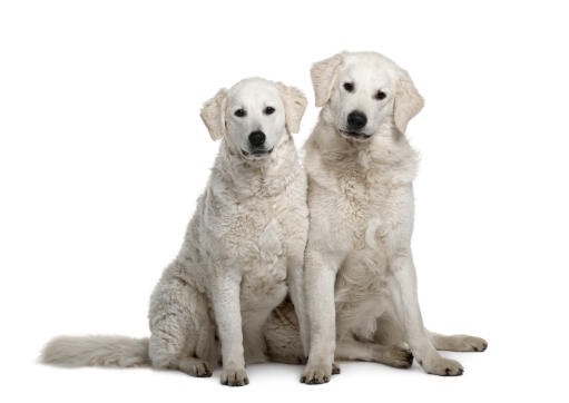 Deux jeunes kuvasz qui attendent l'attention méritée de leur propriétaire