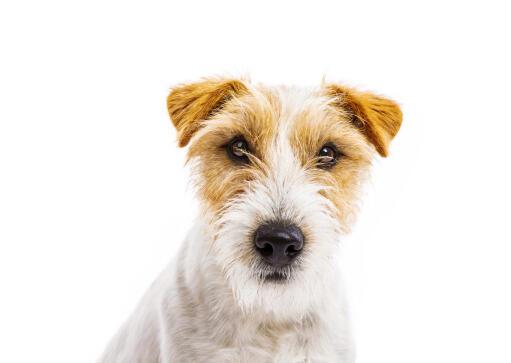 Gros plan sur les belles petites oreilles d'un parson russell terrier.