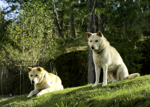 Amis coréens-jindo