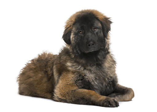 Un jeune leonberger au pelage ébouriffé, magnifiquement couché sur le sol