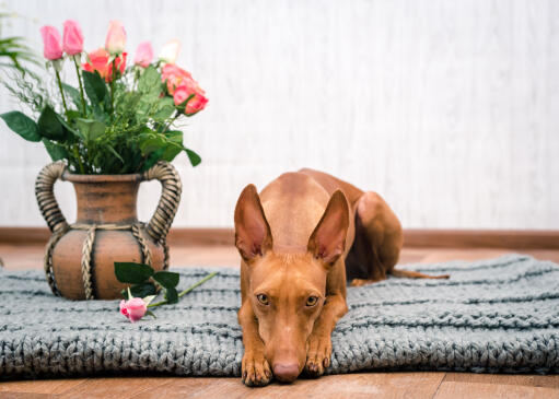 Mignon cirneco dell'etna couché à côté d'un vase de fleurs
