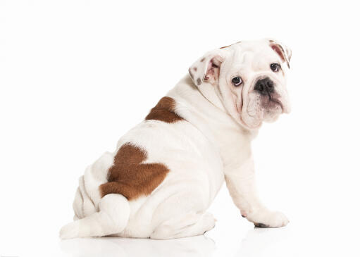 Un jeune chiot bulldog anglais avec une belle robe blanche et brune