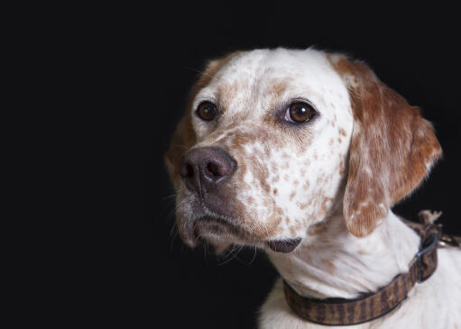 Gros plan sur le magnifique pelage blanc et brun d'un setter anglais.