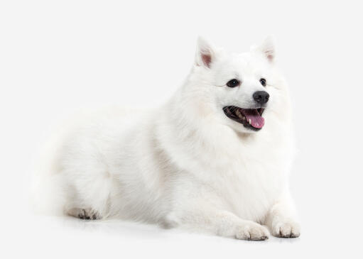 Un beau spitz japonais adulte couché proprement, montrant son épais pelage