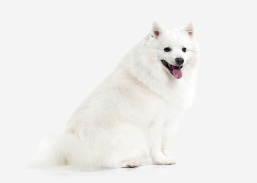 Un spitz japonais adulte en bonne santé avec un incroyable pelage blanc épais