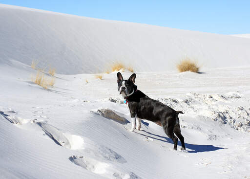 Un beau petit boston terrier profitant d'un peu d'exercice dans la rue. Snow