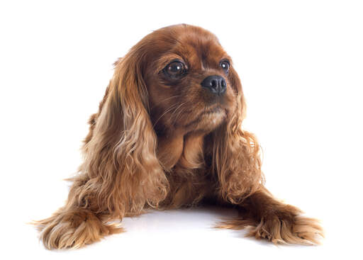 Un jeune épagneul cavalier king charles à la robe brune et au beau pelage doux