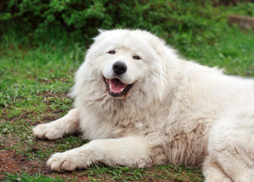 Un grand chien de berger hirsute de race maremma couché