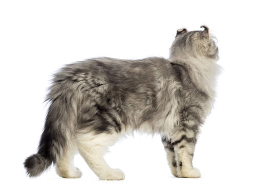 Un chat américain pelucheux aux oreilles recourbées vers l'arrière