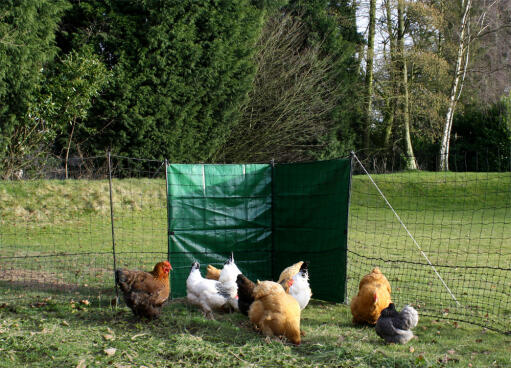 Donner aux poules un endroit abrité où elles peuvent gambader