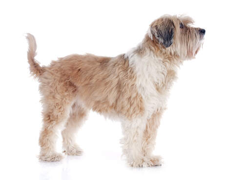 Un terrier tibétain brun et blanc au pelage incroyablement doux