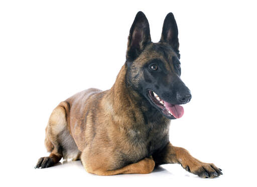 Un malinois belge adulte mature