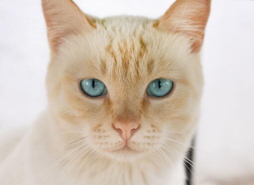 Ginger ojos azules avec des yeux intenses qui regardent droit devant eux
