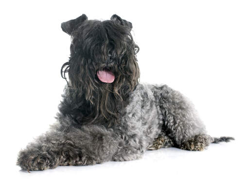 Un jeune kerry blue terrier haletant après un peu d'exercice nécessaire