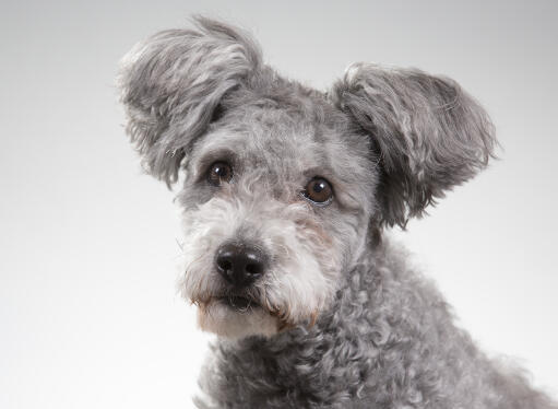 Un pumi hongrois avec de beaux yeux brillants et des oreilles duveteuses