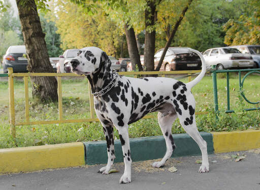 Un dalmatien adulte en bonne santé montrant son incroyable corps musclé.