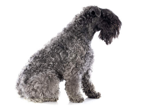 Une vue de côté du kerry blue terrier à poil frisé avec une belle barbe noire et une frange