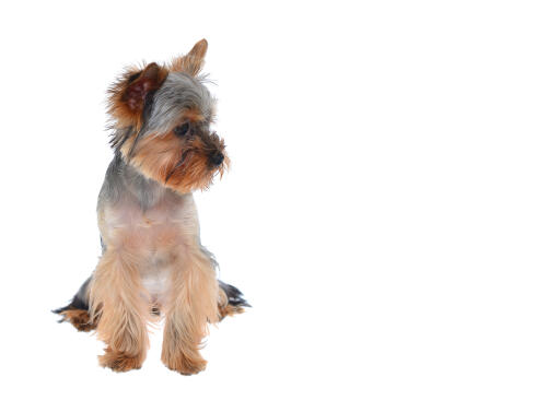 Un adorable petit chiot yorkshire terrier avec un magnifique pelage