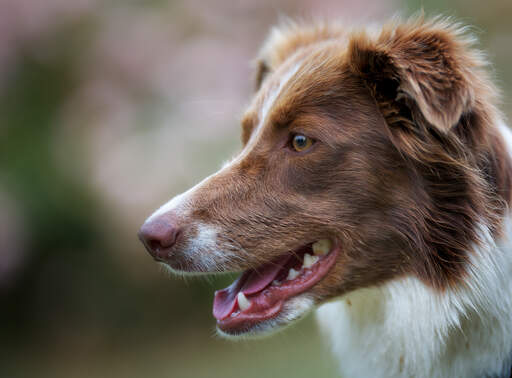 Gros plan sur le long nez d'un border collie et son doux pelage brun.