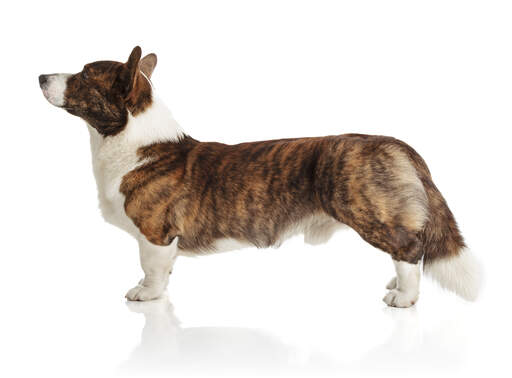 Un cardigan welsh corgi adulte en bonne santé, montrant son beau et long corps