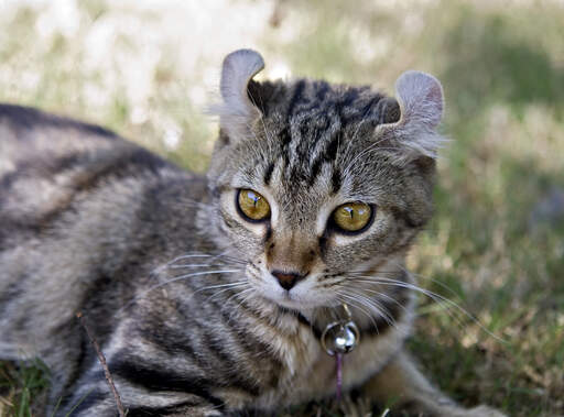 Les chats highlander ont des oreilles bouclées distinctives