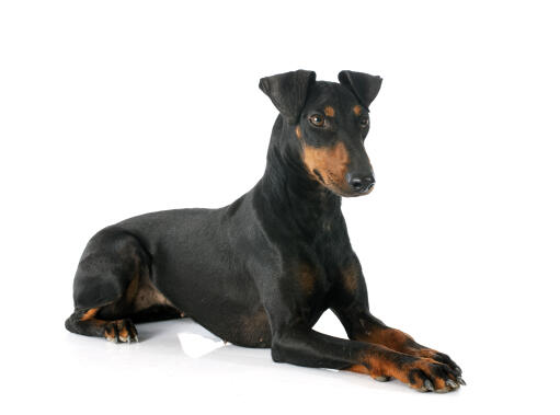 Un manchester terrier adulte couché en beauté, avec ses pattes jointes