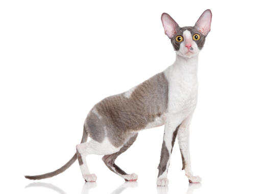 Un cornish rex avec de grandes oreilles et de longues jambes