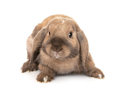 La merveilleuse fourrure douce d'un lapin lop nain