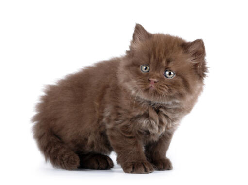 Un petit chaton à poils longs de type anglais