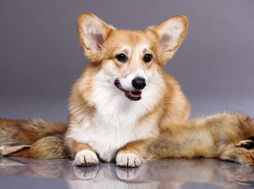 Le beau pelage épais, brun clair et blanc d'un cardigan welsh corgi