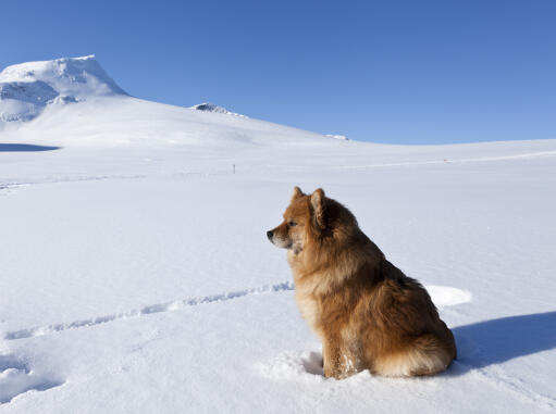 Un beau lapphund finlandais au pelage épais et doux, assis dans la salle des fêtes. Snow