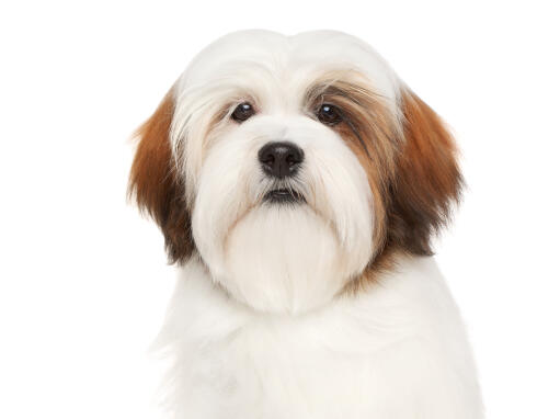 Un lhasa apso adulte blanc et rouge avec un pelage doux et bien brossé.