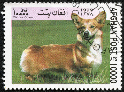 Un cardigan welsh corgi sur un timbre afghan