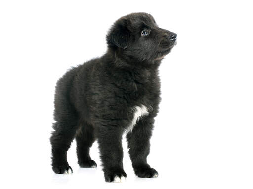 Un chiot duveteux de berger belge (groenendael)