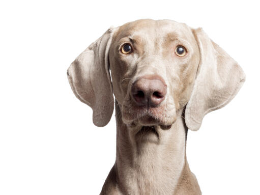 Gros plan sur les grandes oreilles tombantes et le pelage gris et court d'un weimaraner.