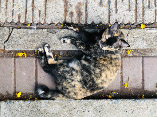 Chat tortie asiatique couché sur un trottoir, vue d'en haut