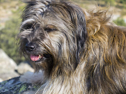 Gros plan sur le magnifique pelage long d'un chien de berger catalan