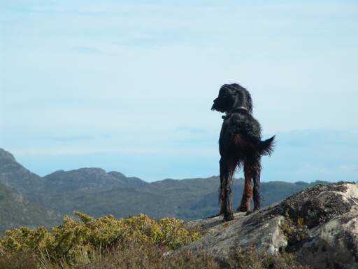 Un Gordon setter se tenant droit, montrant sa belle robe noire et brune