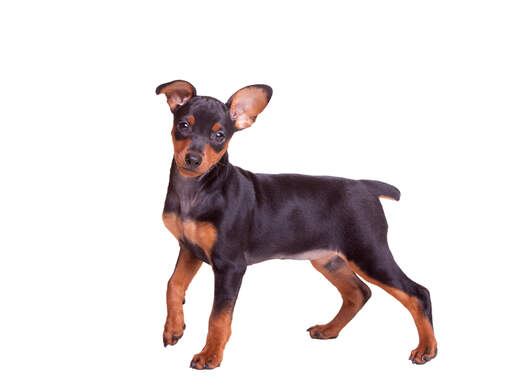 Un adorable petit pinscher miniature aux petites oreilles effrontées