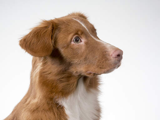 Le loyal duck tolling retriever de nova scotia est très élégant