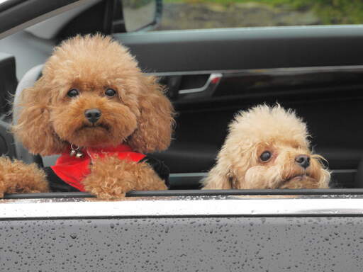 Deux petits caniches jouet passant leur tête par la fenêtre de la voiture.