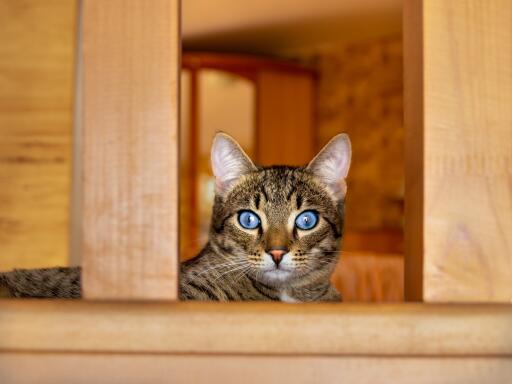 Ojos azules avec des yeux intenses regardant depuis une chaise