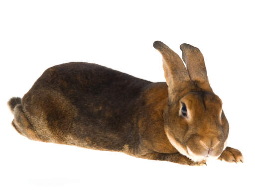 Un lapin castor rex avec un beau corps long