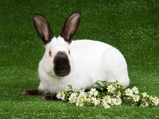 L'incroyable motif de la fourrure noire et blanche d'un lapin de l'himalaya