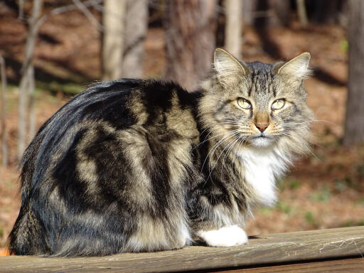 Chat américain à poils longs bobtail assis dans une forêt