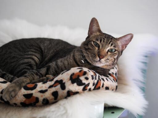 Chat asian tabby confortablement allongé sur une couverture