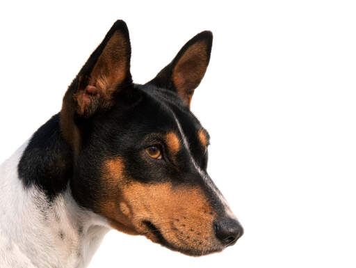 Un adorable basenji noir, blanc et brun