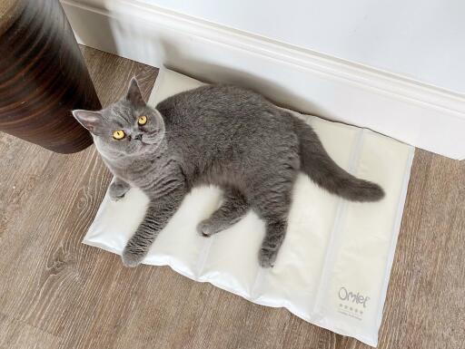 Un chat couché sur un tapis froid.