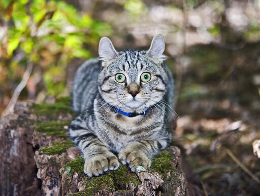 Un chat highlander aux pattes polydactyles