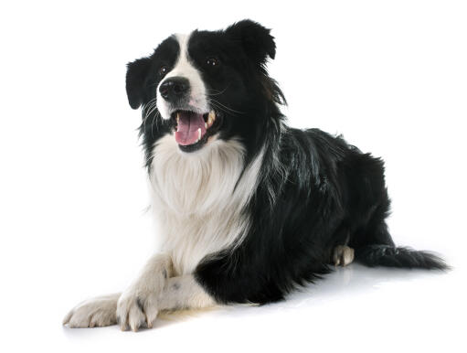 Un jeune border collie adulte couché soigneusement